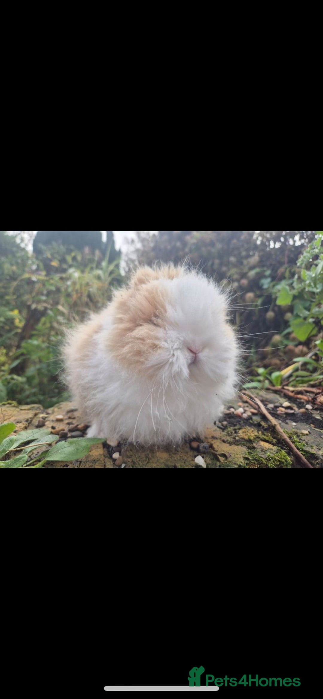 Angora rabbits for sale: Teddy Dwarf - Advert 2