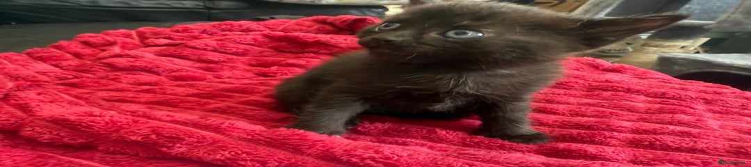 Domestic Shorthair Kitten 4