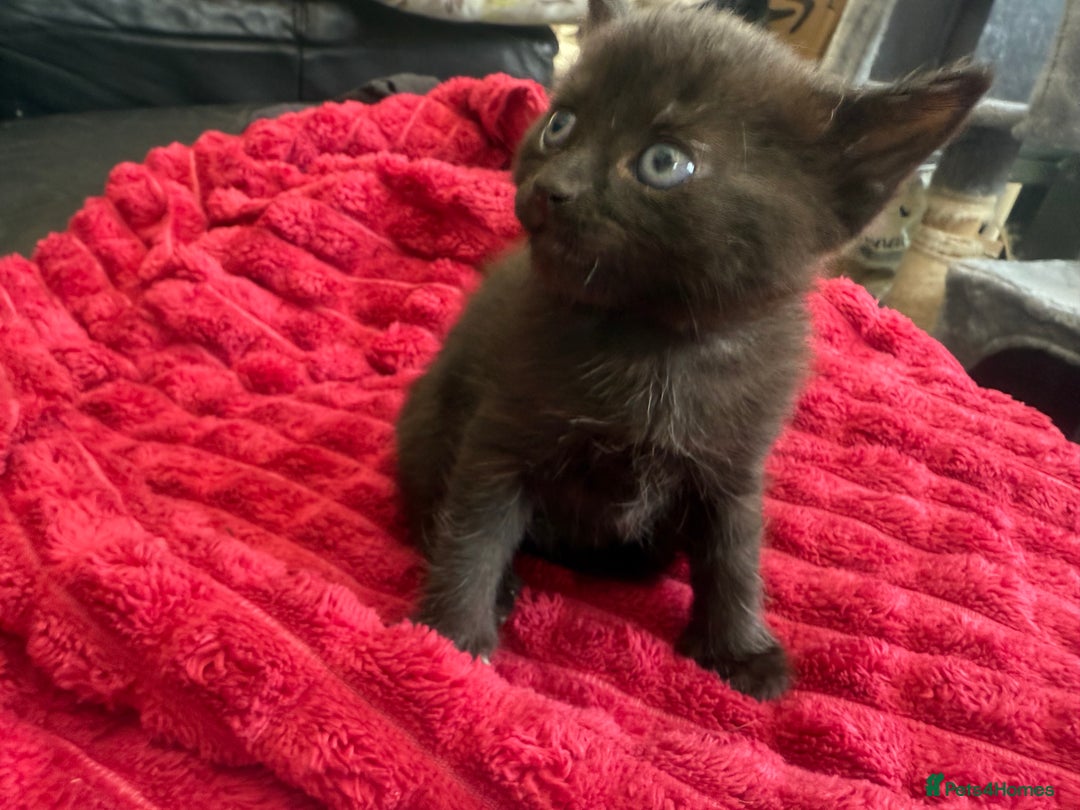 Domestic Shorthair cats for sale: 6 adorable kittens, healthy and playful 😍😻 - Image 12