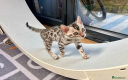 Bengal cats for sale: Female Bengal kitten available now - Image 11