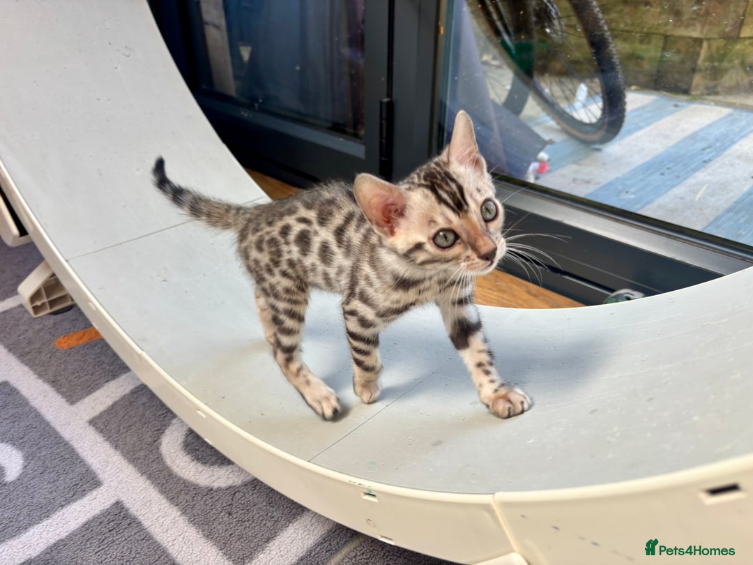 Bengal cats for sale: Female Bengal kitten available now - Image 11