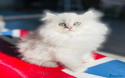 Persian cats for sale: Persian Chinchilla silver shadow 🎀🧢 - Advert 3