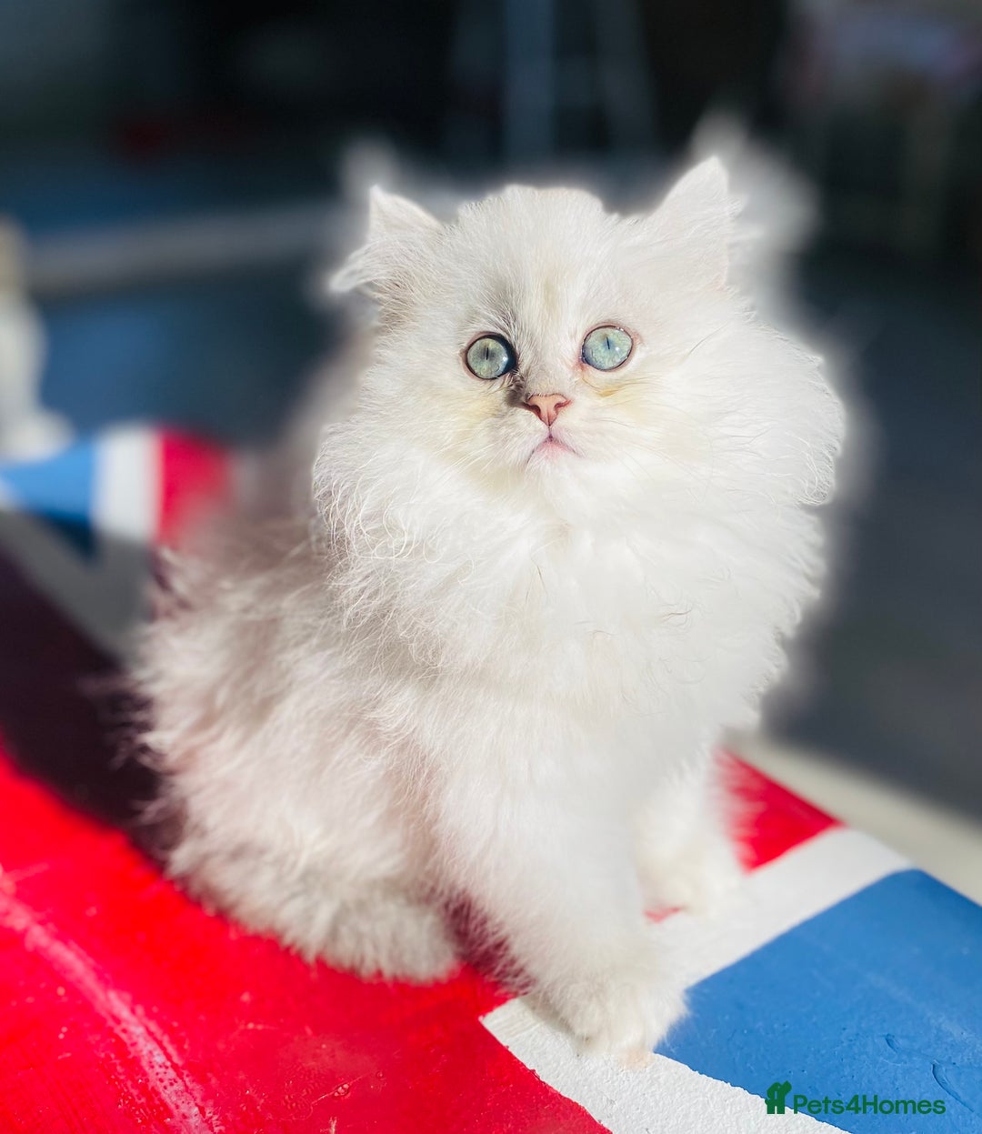 Persian cats for sale: Persian Chinchilla silver shadow 🎀🧢 - Advert 3