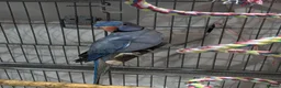 Ringnecks birds for sale: Breeding pair of violet and blue + CAGE - Advert 8
