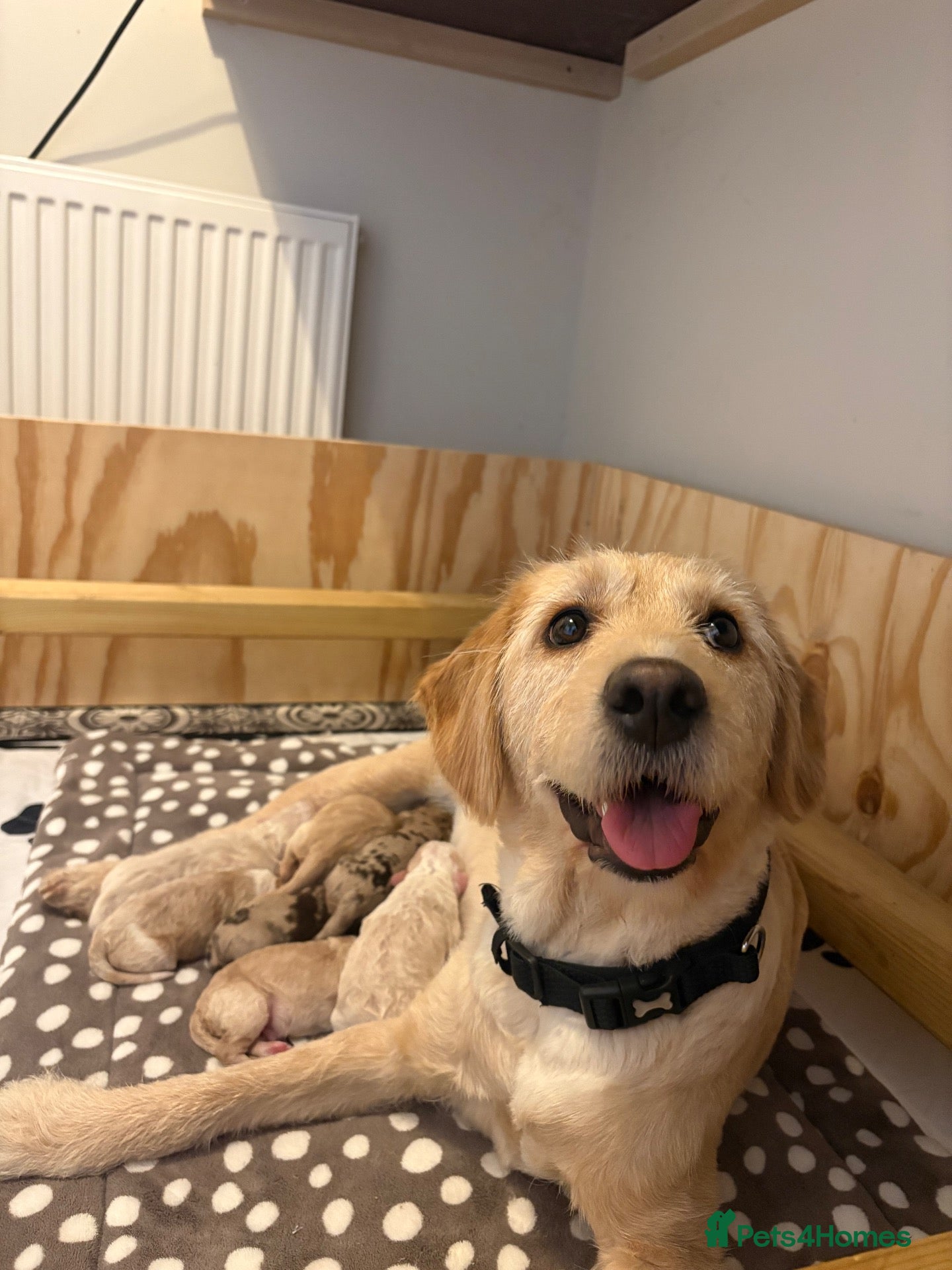 Labradoodle dogs Labradoodle puppies  - Advert 1