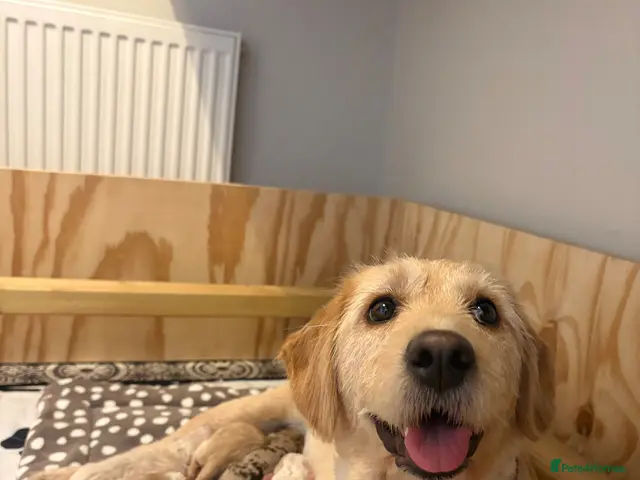 Labradoodle dogs for sale: Labradoodle puppies - Advert 2