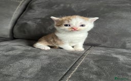 British Shorthair cats for sale: Kittens British shorthair mixed  - Image 24