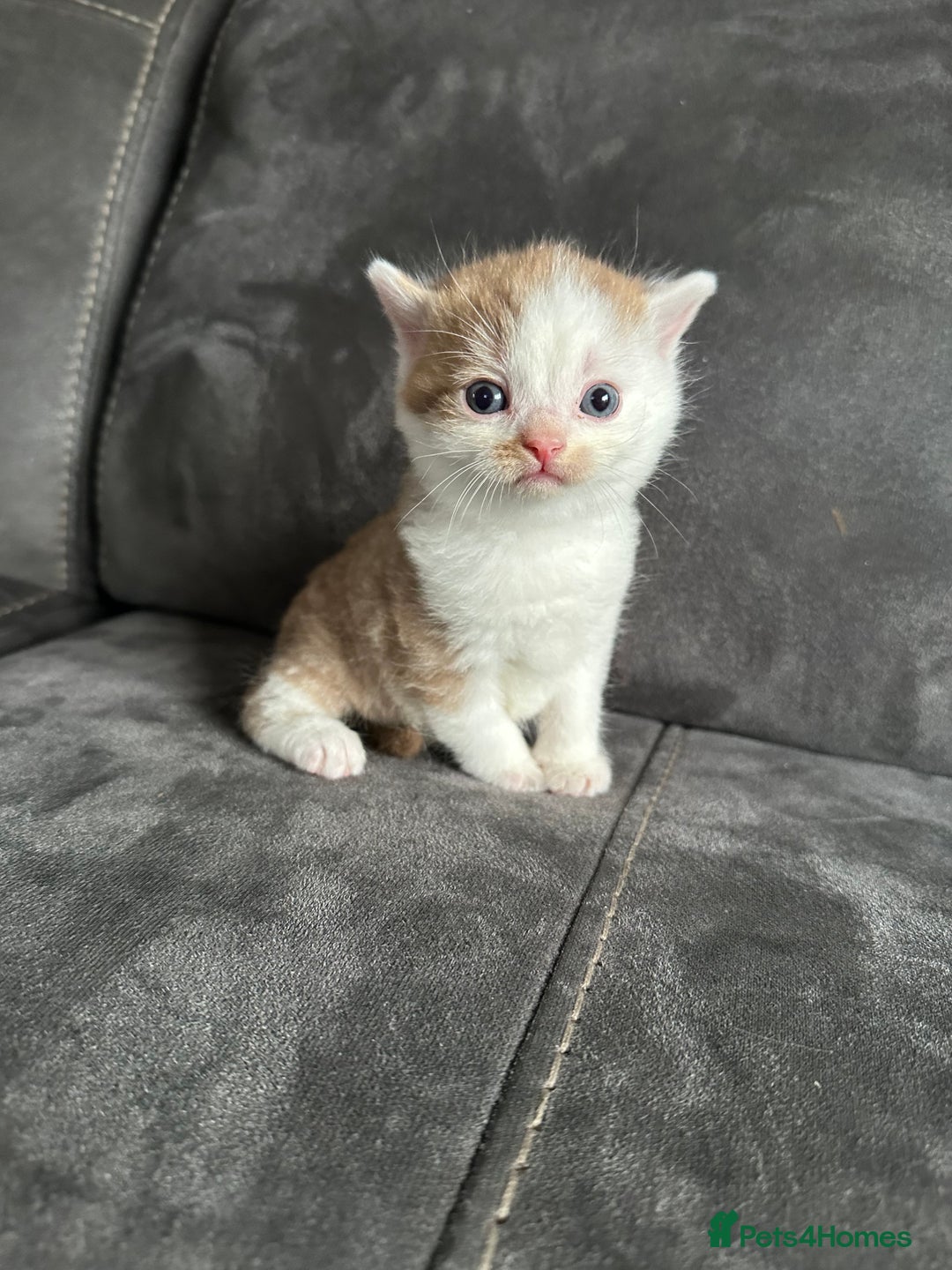 British Shorthair cats for sale: Kittens British shorthair mixed  - Image 24