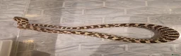 Snake reptiles for sale: Normal Hognose  - Advert 2