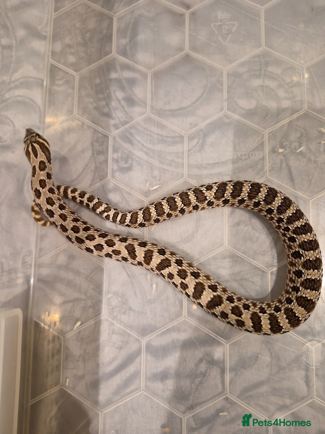 Snake reptiles for sale: Normal Hognose  - Advert 2