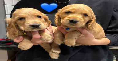 Cocker Spaniel dogs - Advert 3