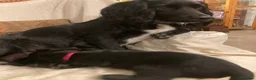 Sprocker dogs for sale: 8 beautiful healthy friendly little Sprocker pups - Advert 6