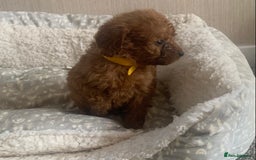 Cockapoo dogs for sale: F1B Red Cockapoo Puppies Available Now - Image 15