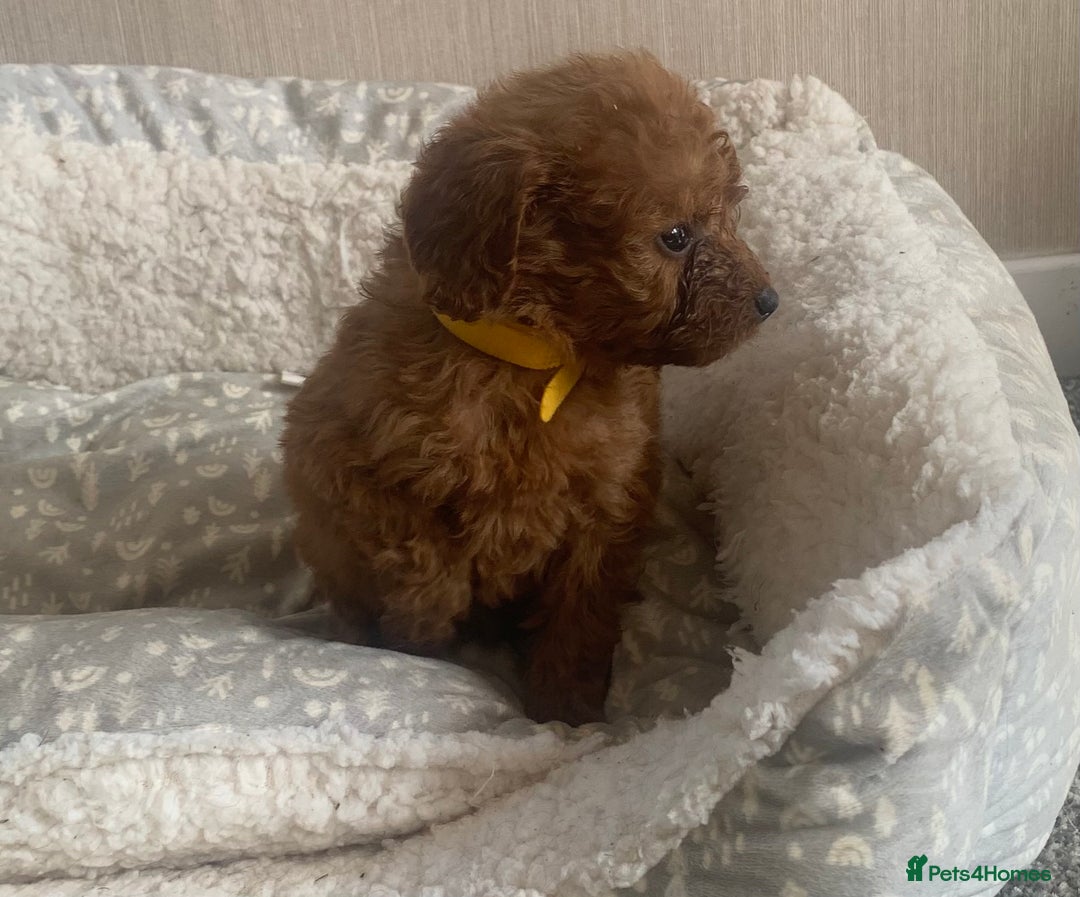 Cockapoo dogs for sale: F1B Red Cockapoo Puppies Available Now - Image 15