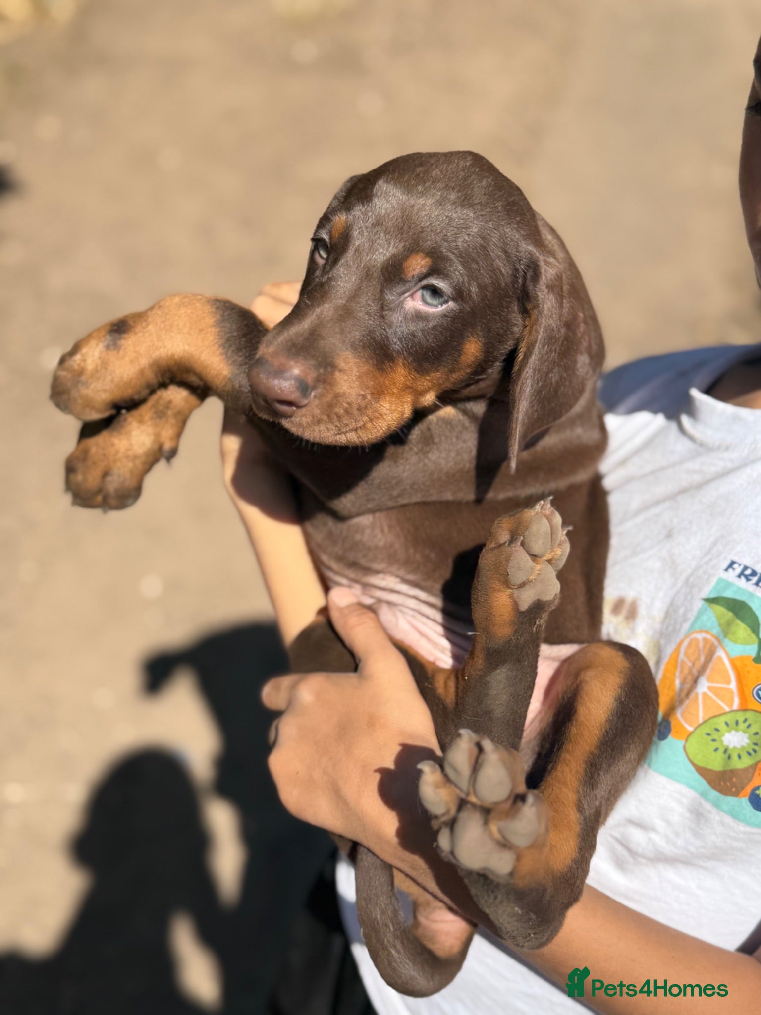 Dobermann dogs Top Quality Ready Soon KC Registered Puppies! - Advert 1