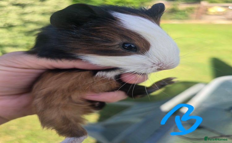 Guinea Pig rodents - Advert 15