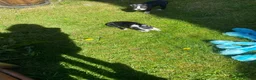 Boston Terrier dogs for sale: Boston terrier puppies  in Scunthorpe - Advert 9
