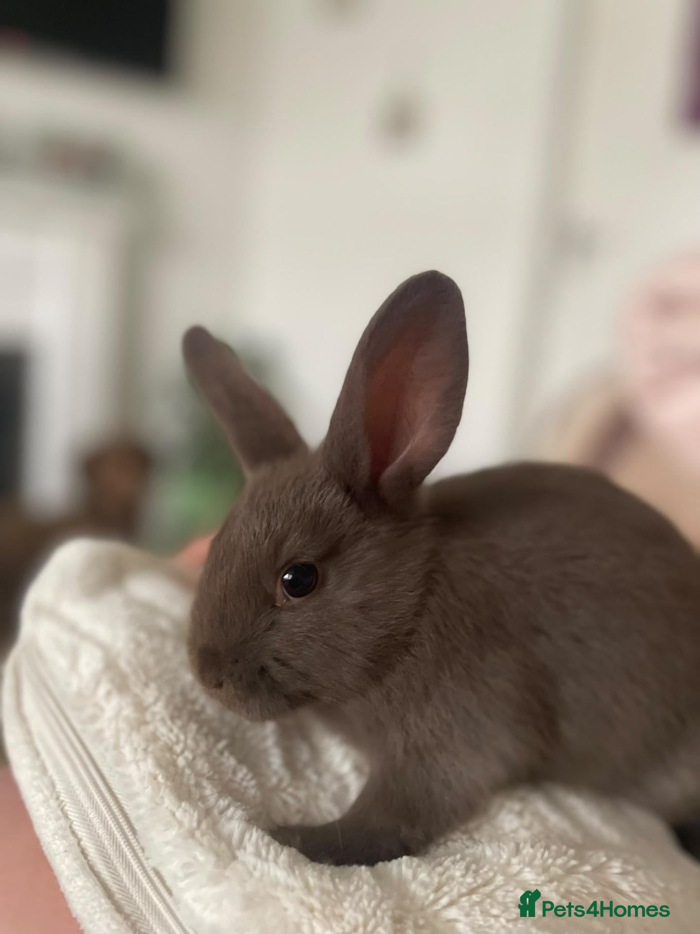 Mixed Breed rabbits for sale: Baby bunnies xx - Advert 2