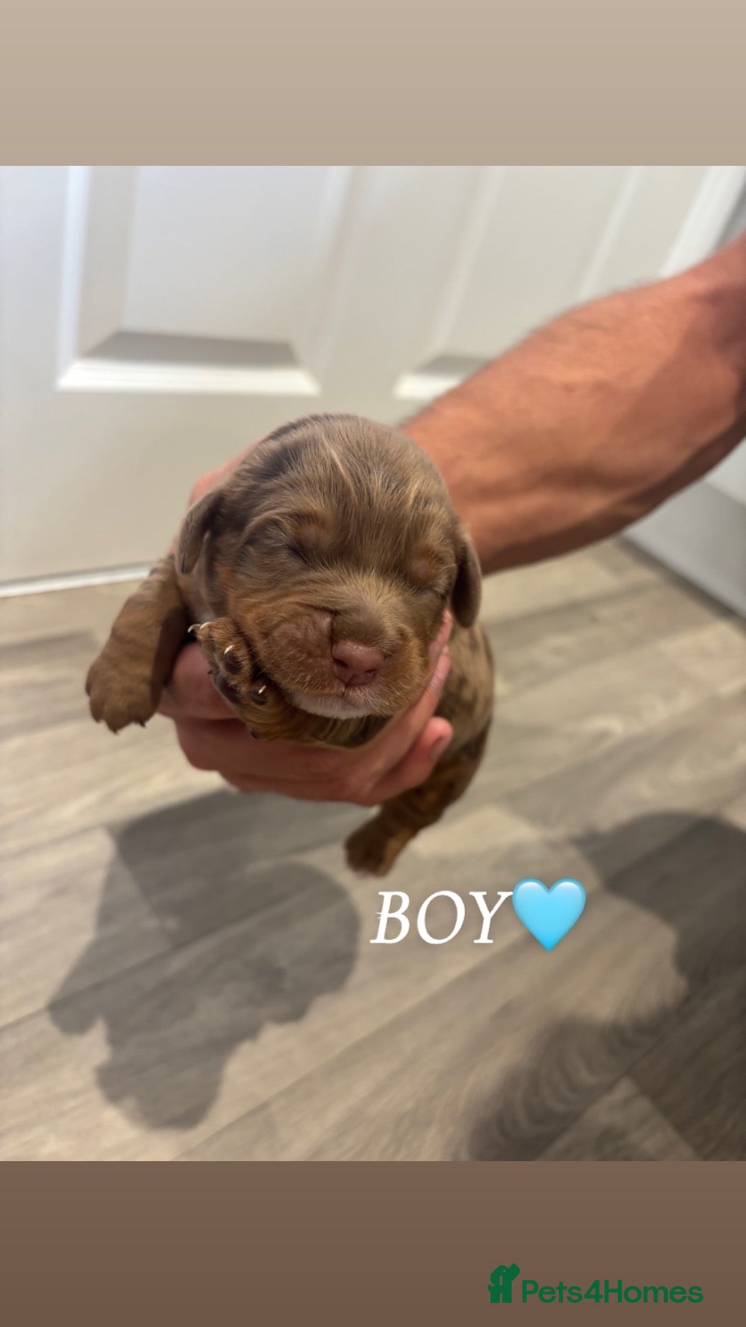Cocker Spaniel dogs Cocker spaniel puppies for sale Merle colours!!!! - Advert 1