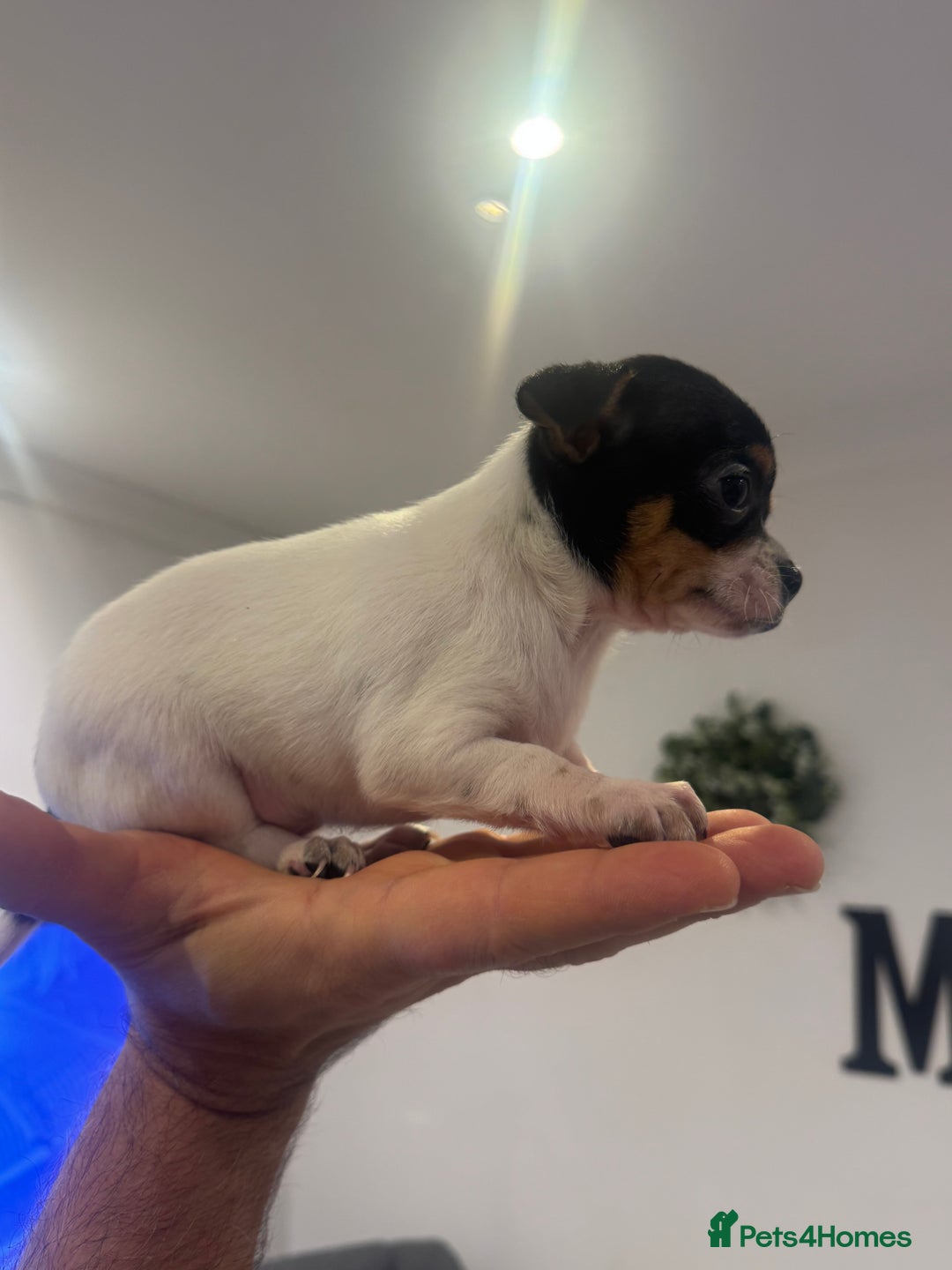 Chihuahua dogs for sale: 3 adorable apple-head tini puppies LF a home - Advert 3