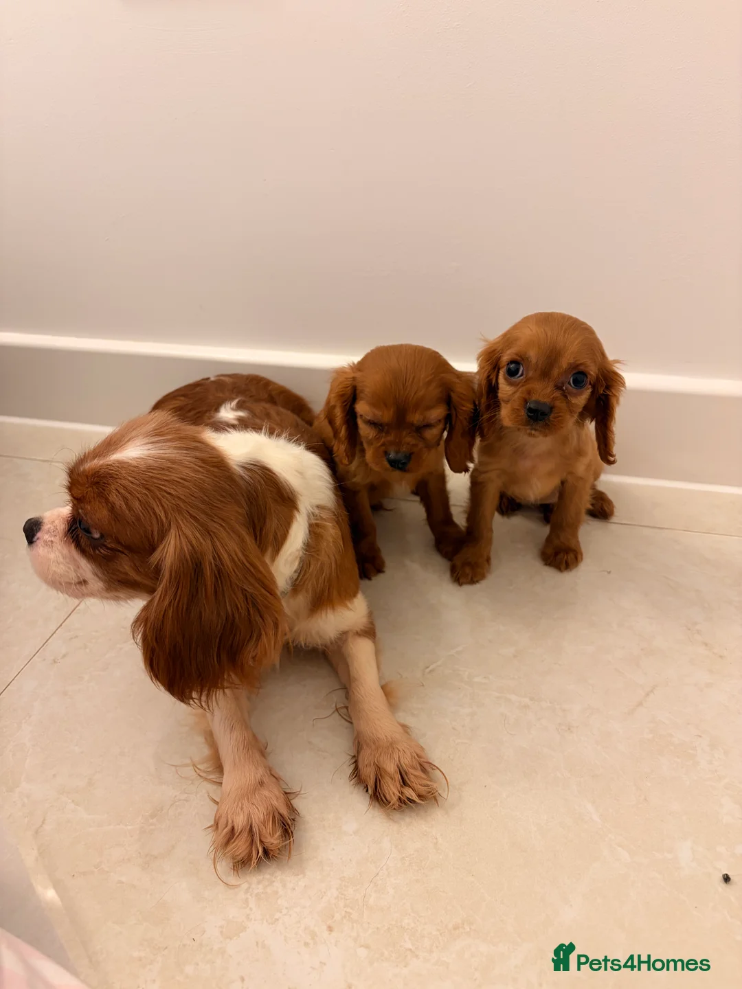Cavalier King Charles Spaniel dogs for sale: Cavalier king Charles puppies  - Advert 2