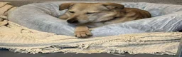 Mixed Breed dogs for adoption: Meet Misty, currently residing in Essex  in Frinton-on-Sea - Advert 3