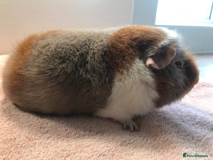 Gallery Image {{count}}