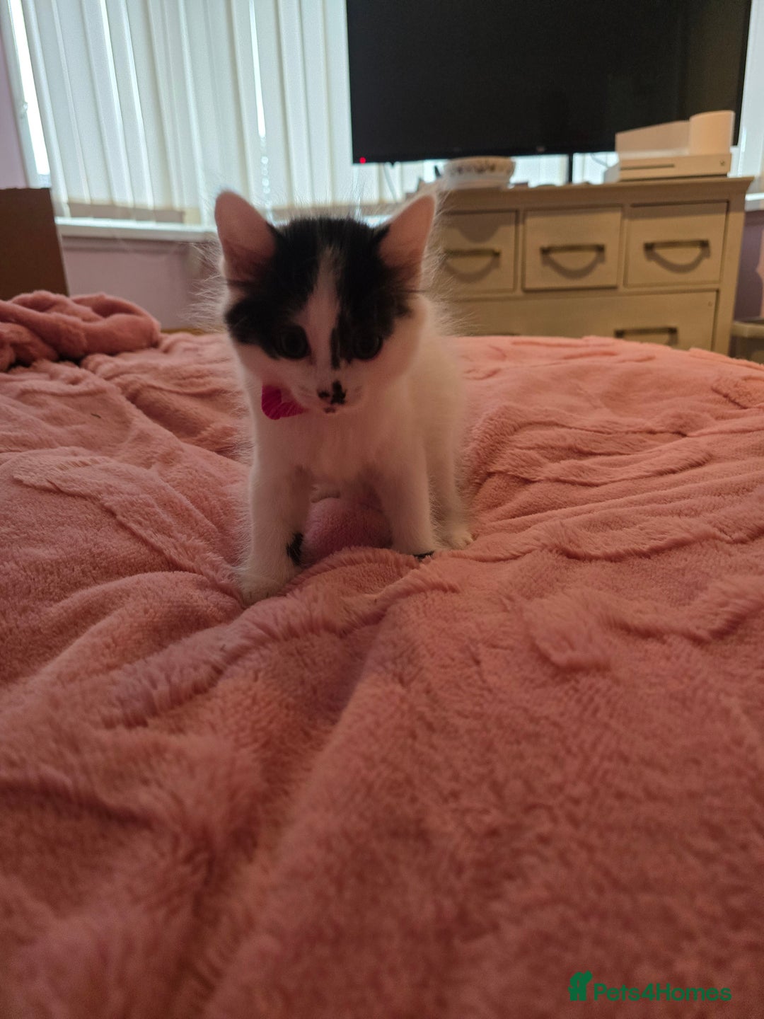 British Longhair cats for sale: Ready for their forever homes!! - Image 10