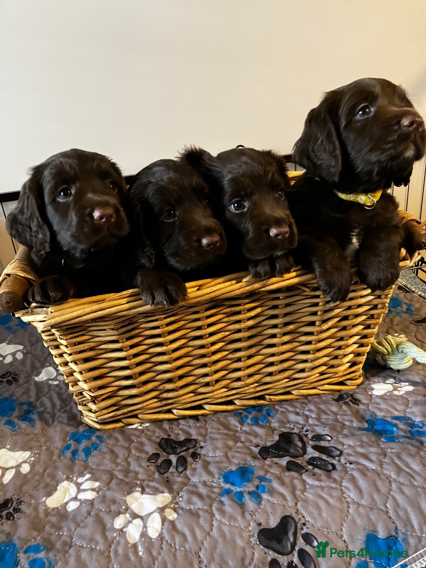Sprocker dogs Chocolate Treats 🥰 - Advert 1