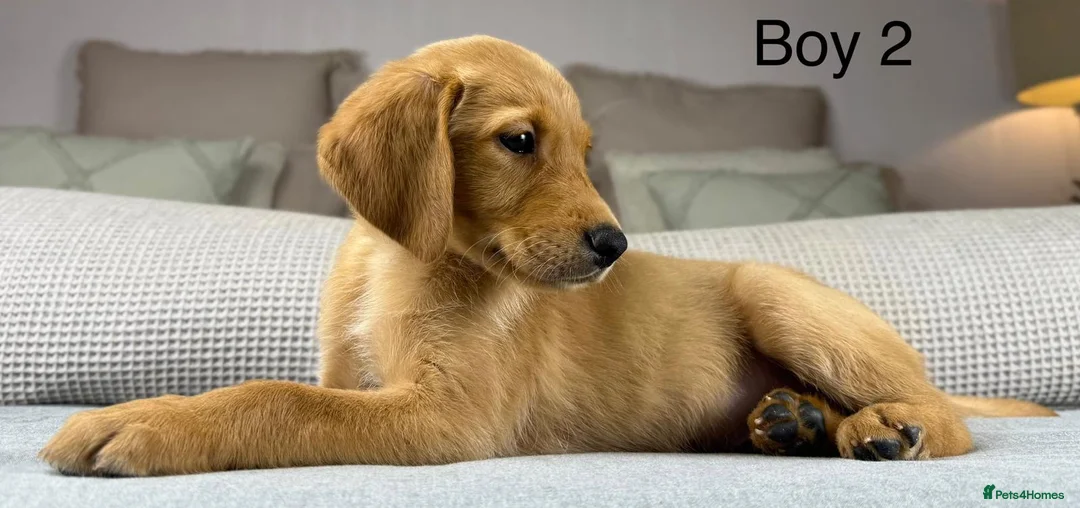 Goldador dogs for sale: THE BEST OF TWO TERRIFIC BREEDS. FULL HEALTH TEST. - Advert 1