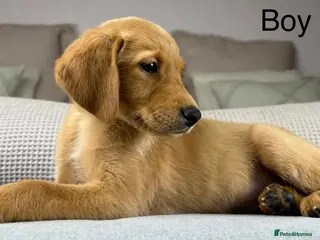 Goldador dogs HIP ELBOW DNA TESTED PERFECT KC REG. PARENTS - Advert 12