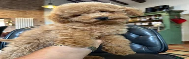 Miniature Poodle 1