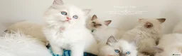 Ragdoll cats for sale: READY😻PURE BEAUTIFUL RAGDOLL 😻😻😻 - Advert 3