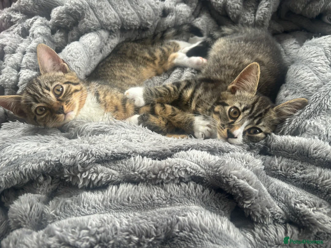 Mixed Breed cats for sale: Bengal cross kittens  in Rainham - Advert 5