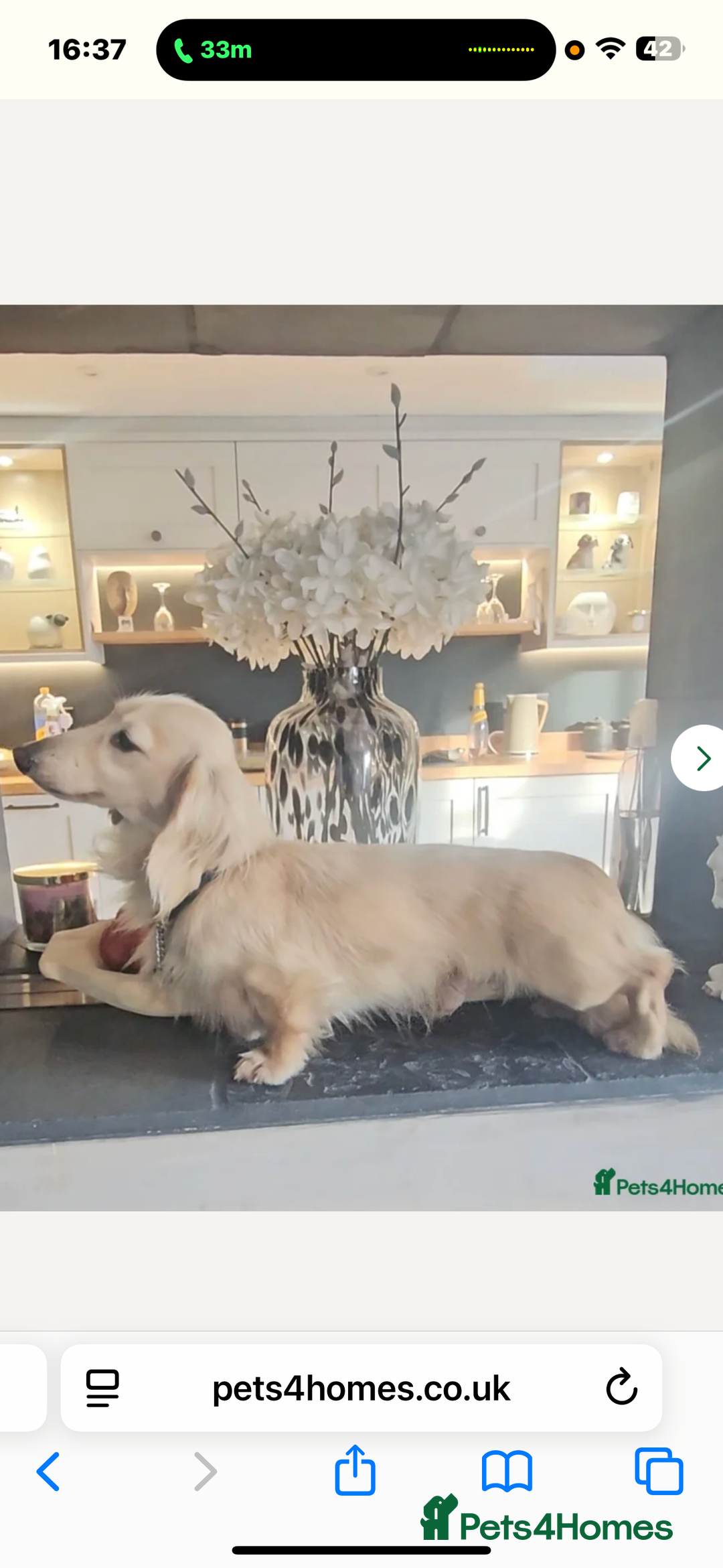 Miniature Dachshund dogs for sale: ♥️FEMALE LONG COAT DACSHOUNDS♥️ - Image 10
