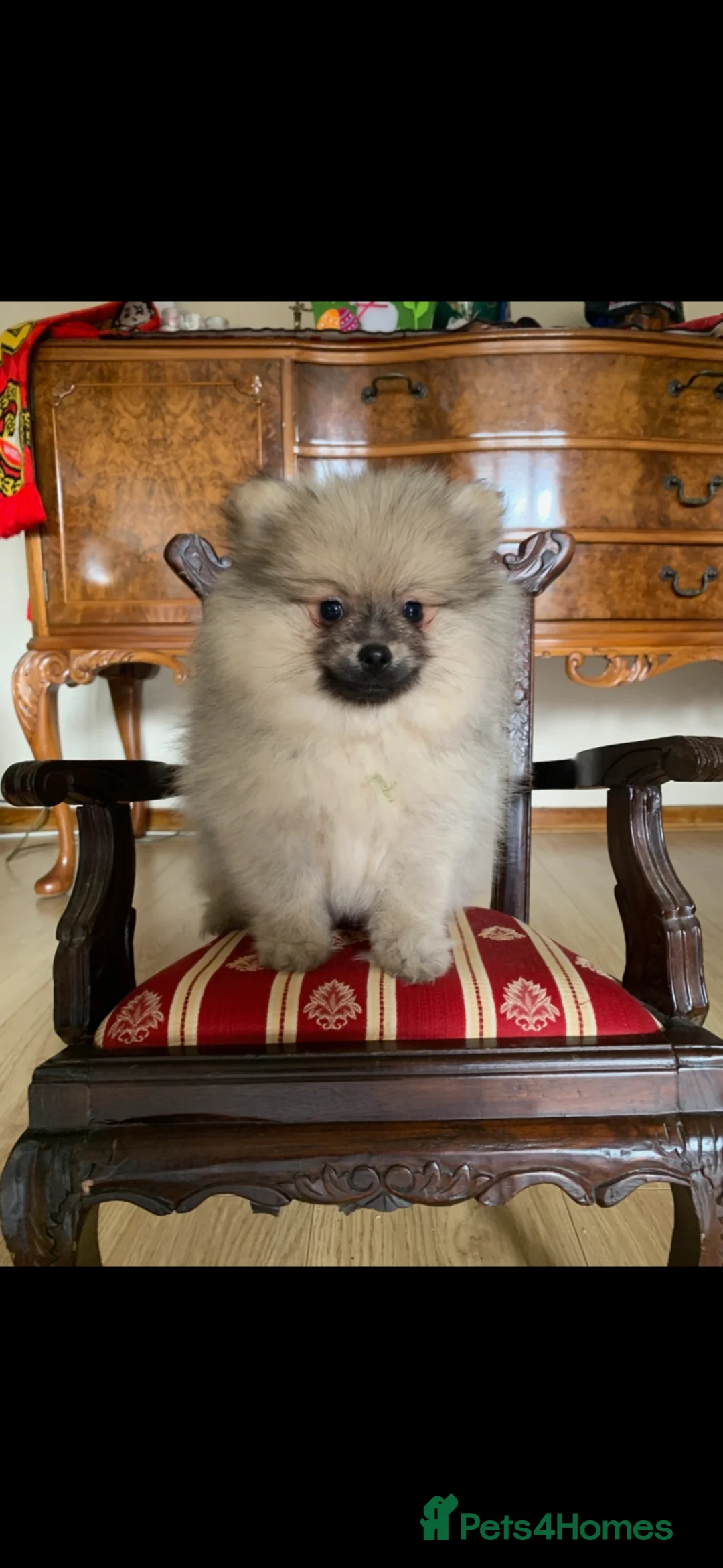 Pomeranian dogs for sale: Adorable KC Registered Pomeranian Boys - Advert 14