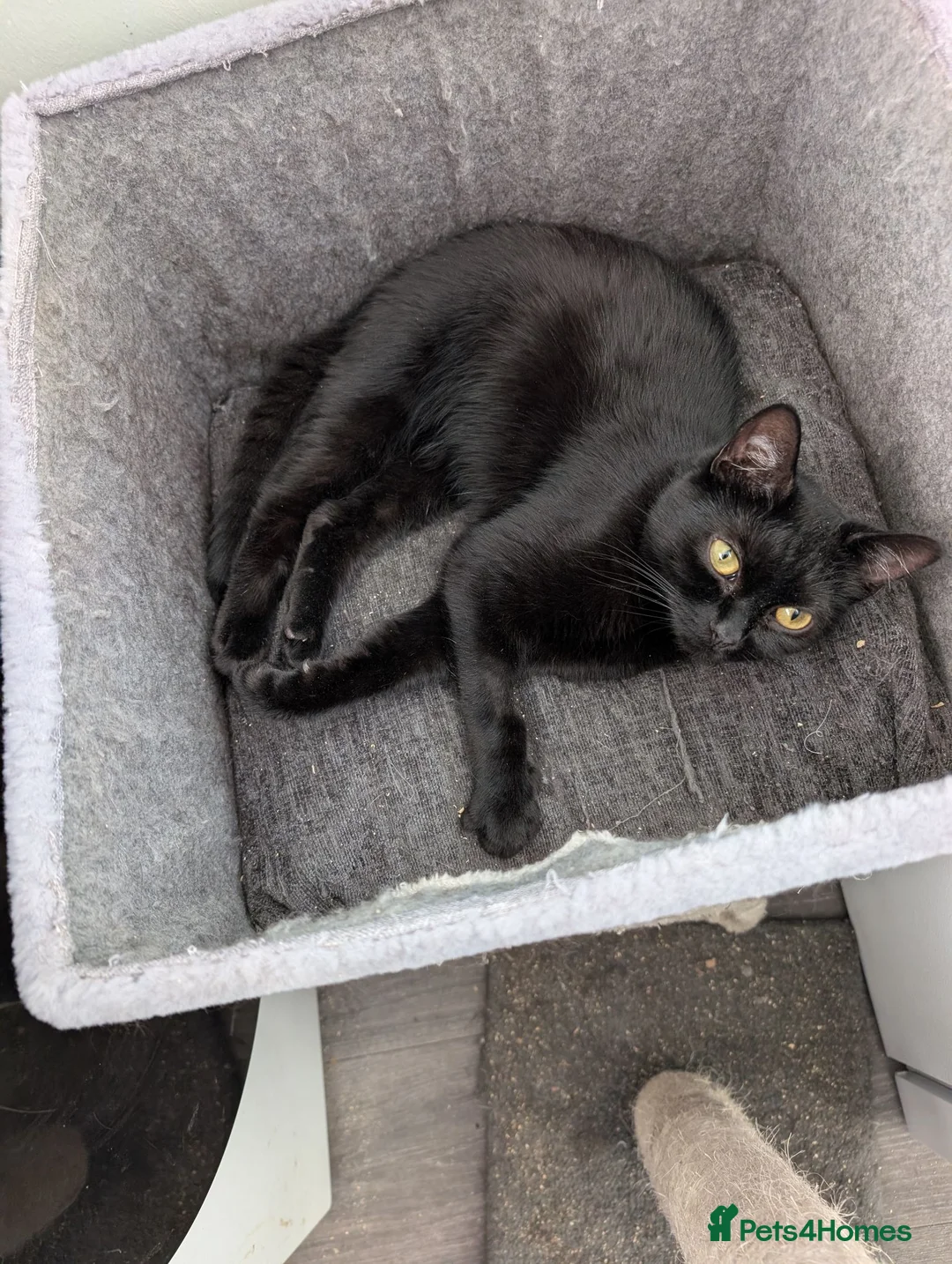 British Shorthair cats for sale: Rehome shadow  - Advert 4