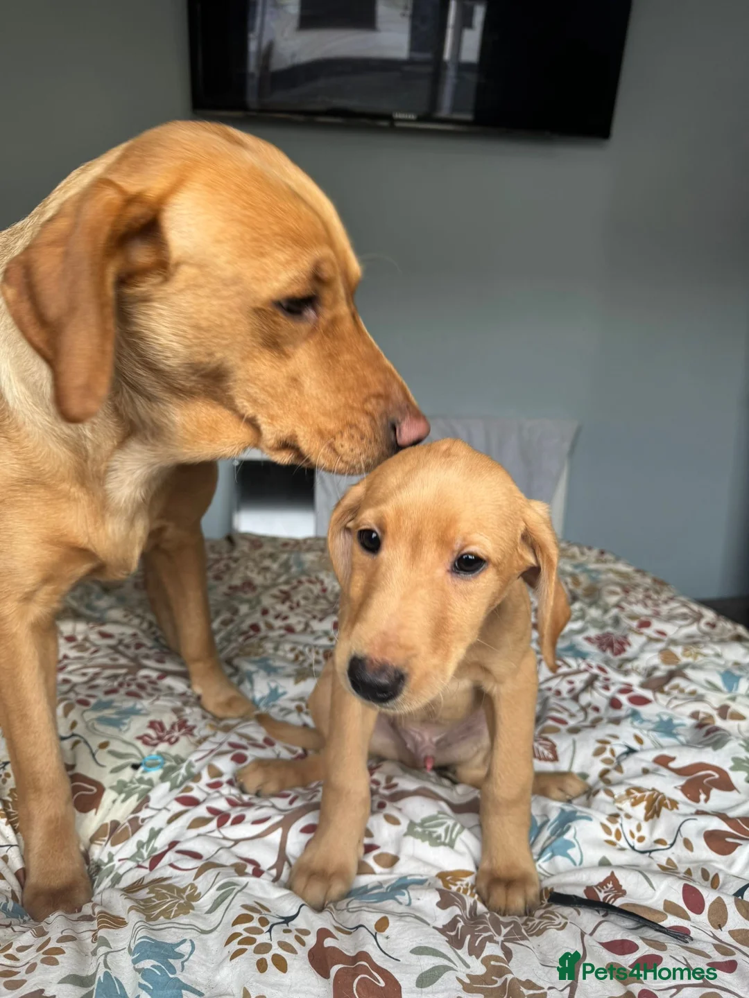 Labrador Retriever dogs for sale: KC Fox Red Lab Pups last 4 males - Advert 2