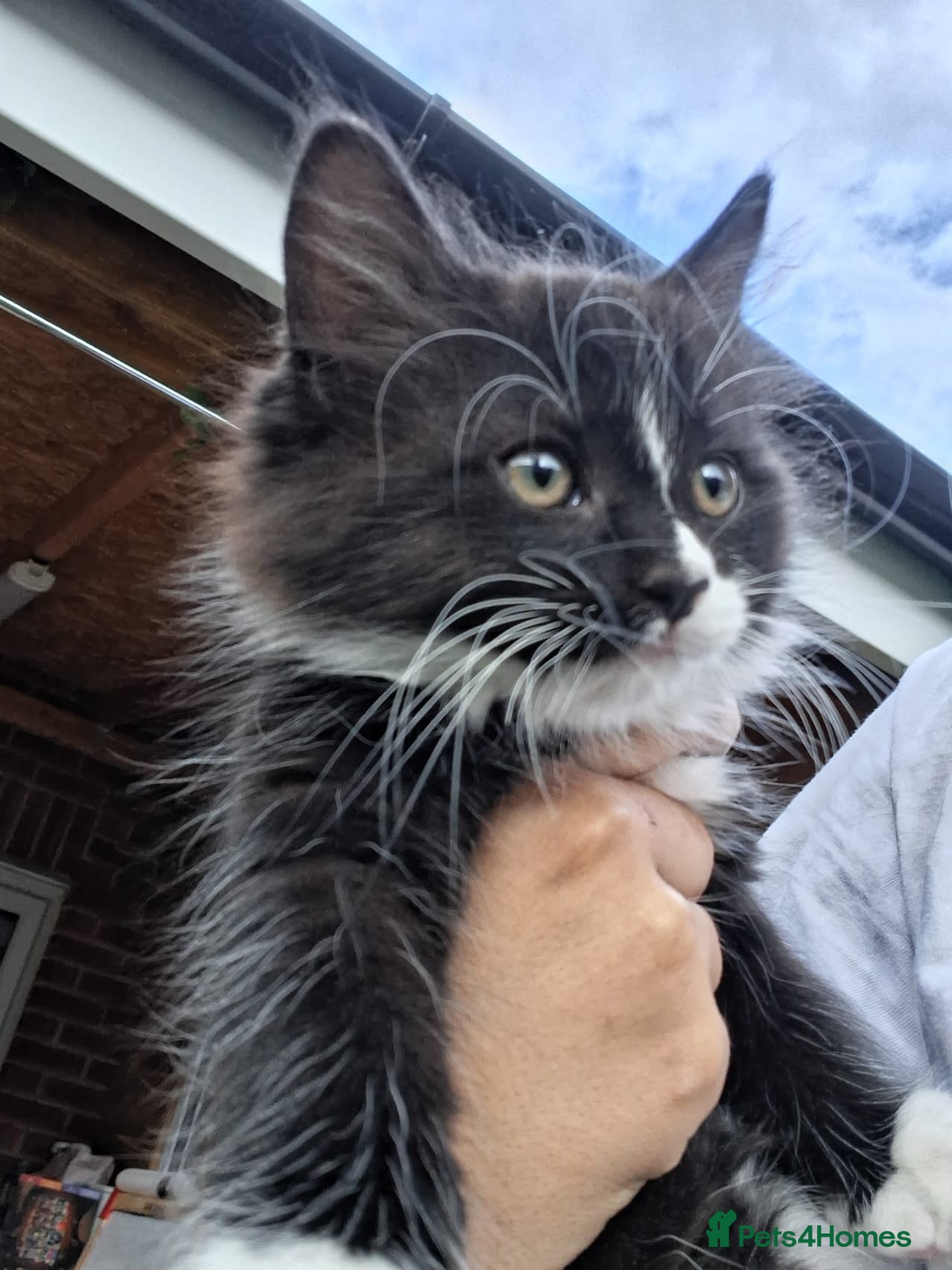 Mixed Breed cats for sale: 1 boy and 2 girls black and white ( tuxedo) - Advert 5