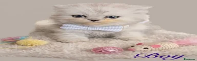 Persian 4