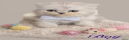 Persian cats for sale: Humums we are waiting for your lap for cuddles 🥰  - Advert 4
