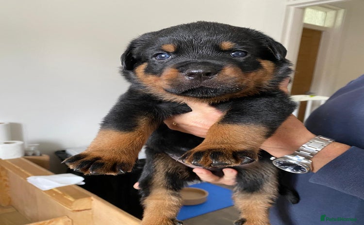 Rottweiler dogs - Advert 12