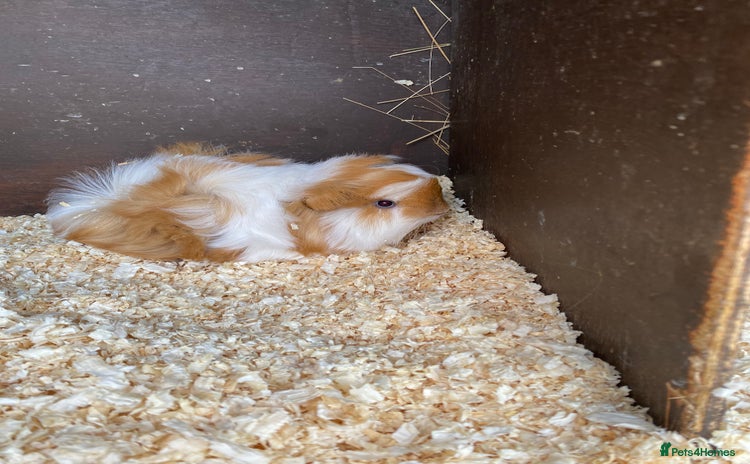 Guinea Pig rodents - Advert 2