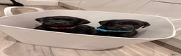 Labrador Retriever dogs for sale: Beautiful Black Pedigree Labrador Puppies - Advert 1
