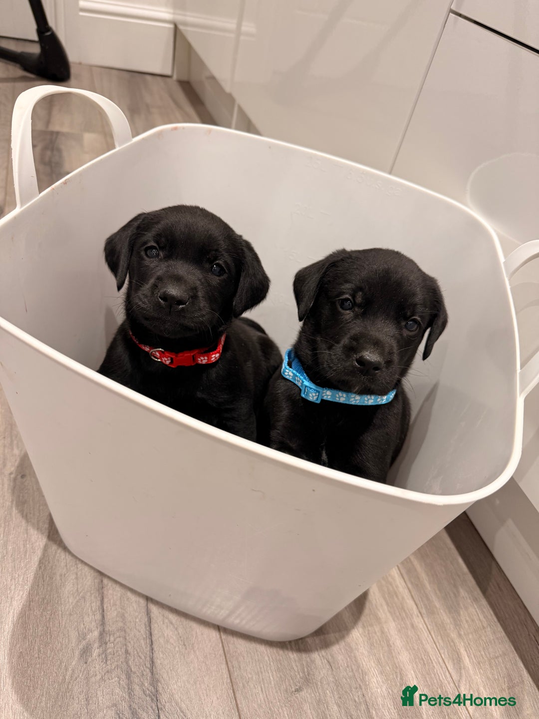 Labrador Retriever dogs for sale: Beautiful Black Pedigree Labrador Puppies - Advert 1