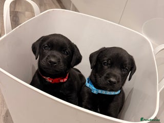 Labrador Retriever dogs Beautiful Black Pedigree Labrador Puppies - Advert 2