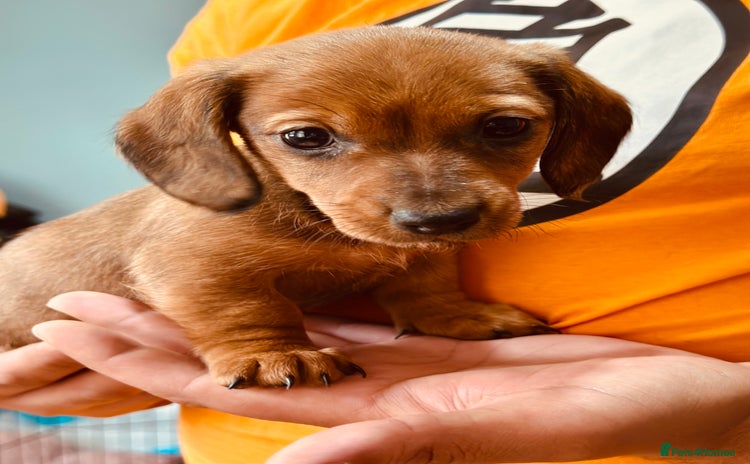 Dachshund dogs - Advert 3