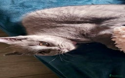 British Shorthair cats for sale: GCCF Chunky British Shorthair Kittens - Image 4