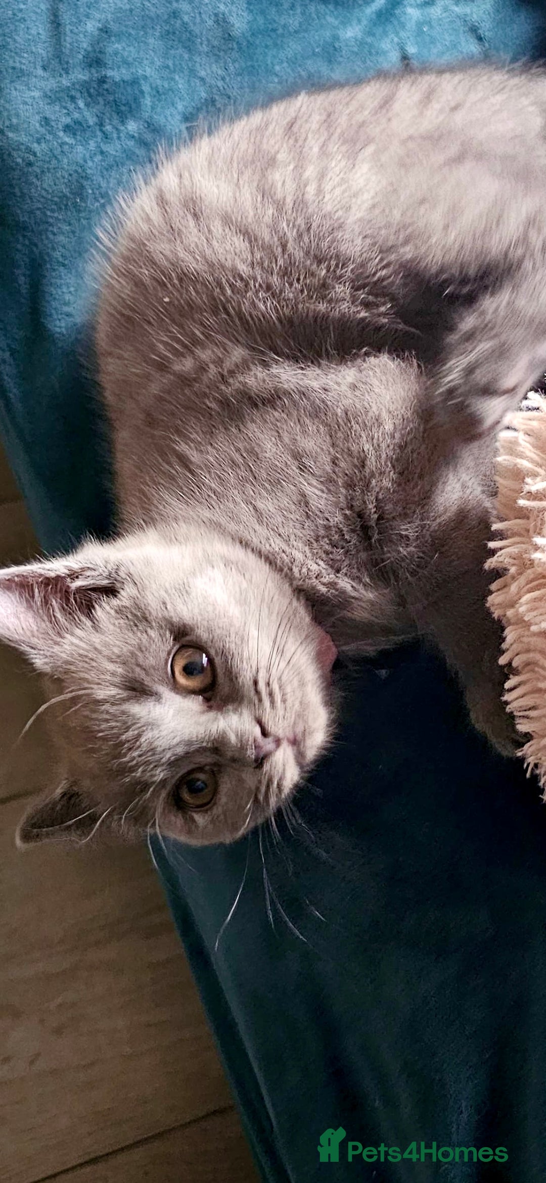 British Shorthair cats for sale: GCCF Chunky British Shorthair Kittens - Image 4