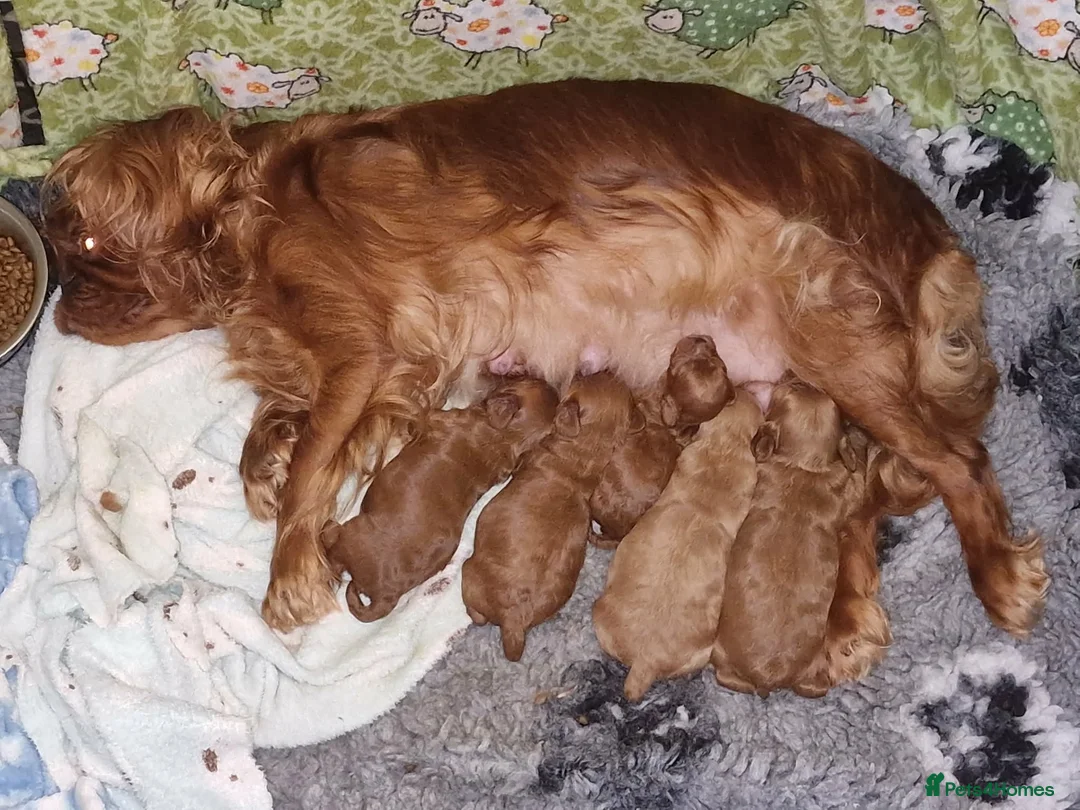 Cavapoo dogs for sale: Quality F1 Cavapoos - Advert 7